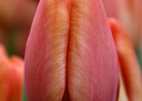 Tulipa Charade ® (4)